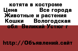 котята в костроме › Цена ­ 2 000 - Все города Животные и растения » Кошки   . Вологодская обл.,Великий Устюг г.